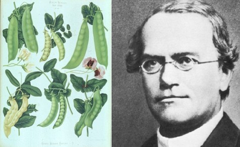 mendel_pea_plants